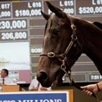 2015 Magic Millions Gold Coast Yearling Sale